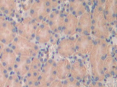 Laminin Alpha 4 (LAMa4) Mouse Polyclonal Antibody