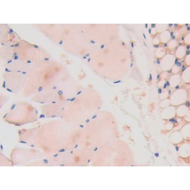 Laminin Alpha 4 (LAMa4) Mouse Polyclonal Antibody