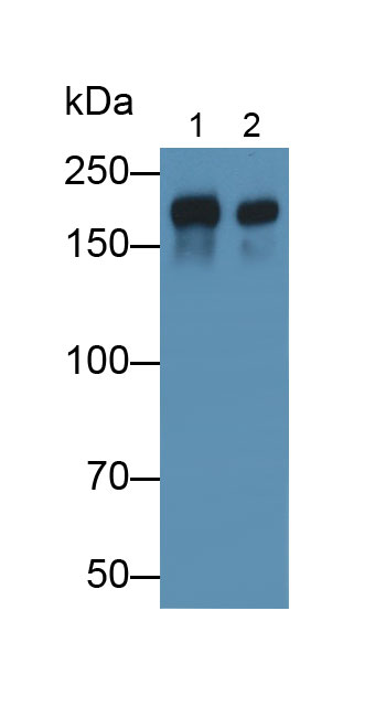 Laminin Gamma 1 (LAMC1) Human Polyclonal Antibody