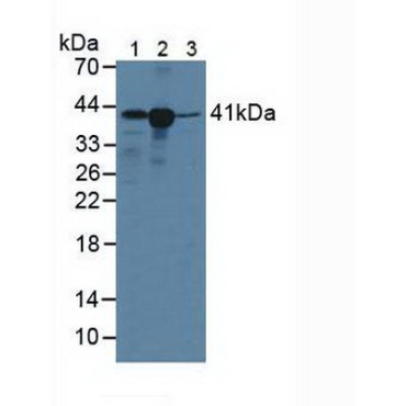Major Histocompatibility Complex Class I C (MHCC) Human Polyclonal Antibody
