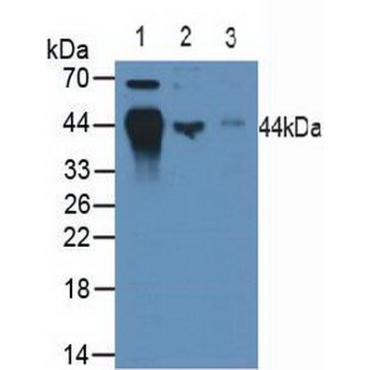Major Histocompatibility Complex Class I B (MHCB) Human Polyclonal Antibody