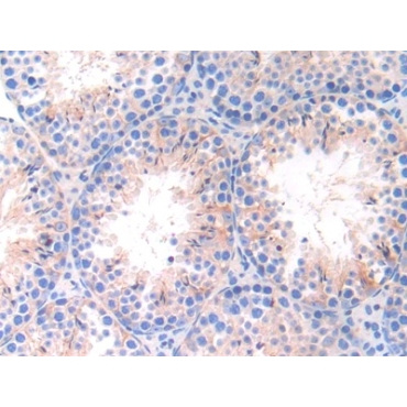 Integrin Alpha 9 (ITGa9) Mouse Polyclonal Antibody