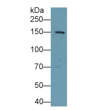 Integrin Alpha 11 (ITGa11) Mouse Polyclonal Antibody