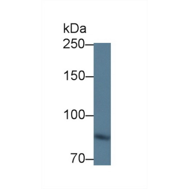 Integrin Beta 6 (ITGb6) Mouse Polyclonal Antibody