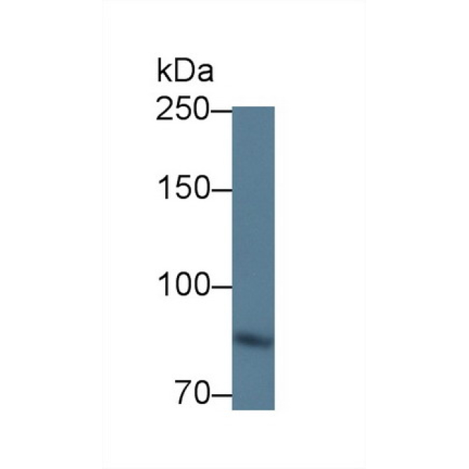 Integrin Beta 6 (ITGb6) Mouse Polyclonal Antibody