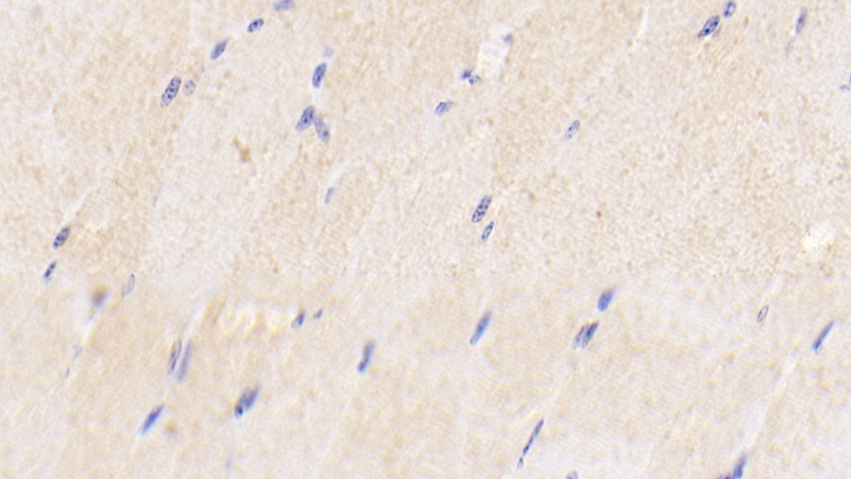 Bone Morphogenetic Protein 3 (BMP3) Bovine (Cattle) Polyclonal Antibody