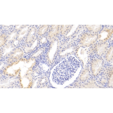 Bone Morphogenetic Protein 3 (BMP3) Human Polyclonal Antibody