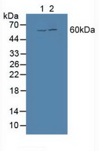 Bone Morphogenetic Protein 3 (BMP3) Rat Polyclonal Antibody