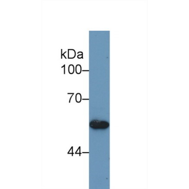 Bone Morphogenetic Protein 5 (BMP5) Mouse Polyclonal Antibody