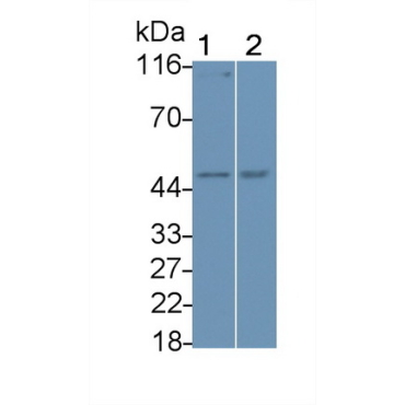 Bone Morphogenetic Protein 5 (BMP5) Mouse Polyclonal Antibody
