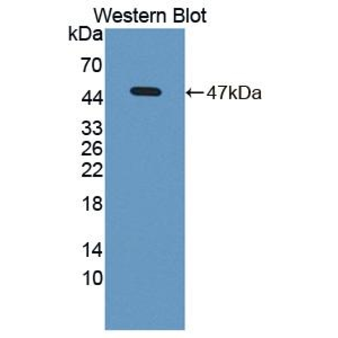 Bone Morphogenetic Protein 8B (BMP8B) Mouse Polyclonal Antibody