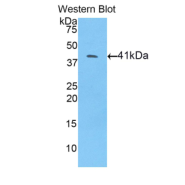 Bone Morphogenetic Protein 10 (BMP10) Mouse Polyclonal Antibody