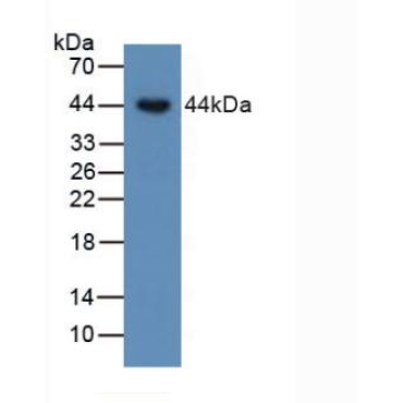 Bone Morphogenetic Protein 15 (BMP15) Human Polyclonal Antibody