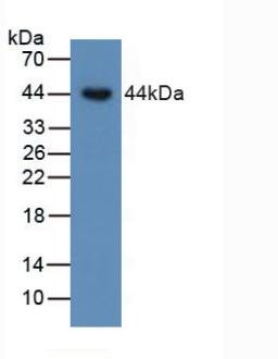 Bone Morphogenetic Protein 15 (BMP15) Human Polyclonal Antibody