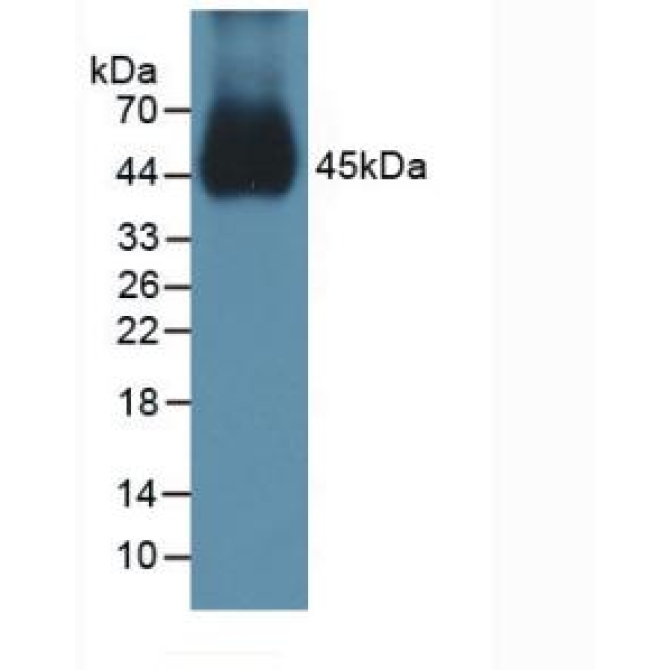 Bone Morphogenetic Protein 15 (BMP15) Mouse Polyclonal Antibody
