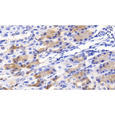 Growth Differentiation Factor 1 (GDF1) Mouse Polyclonal Antibody
