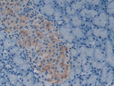 Growth Differentiation Factor 1 (GDF1) Rat Polyclonal Antibody