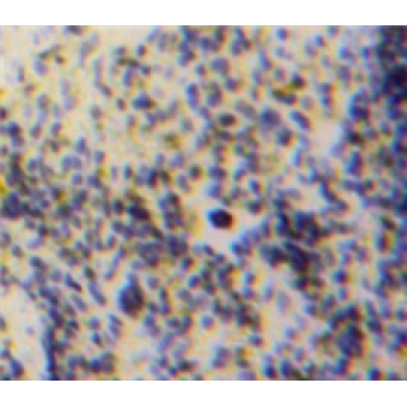 Growth Differentiation Factor 3 (GDF3) Mouse Polyclonal Antibody