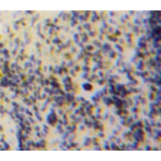Growth Differentiation Factor 3 (GDF3) Mouse Polyclonal Antibody