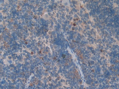Growth Differentiation Factor 3 (GDF3) Rat Polyclonal Antibody