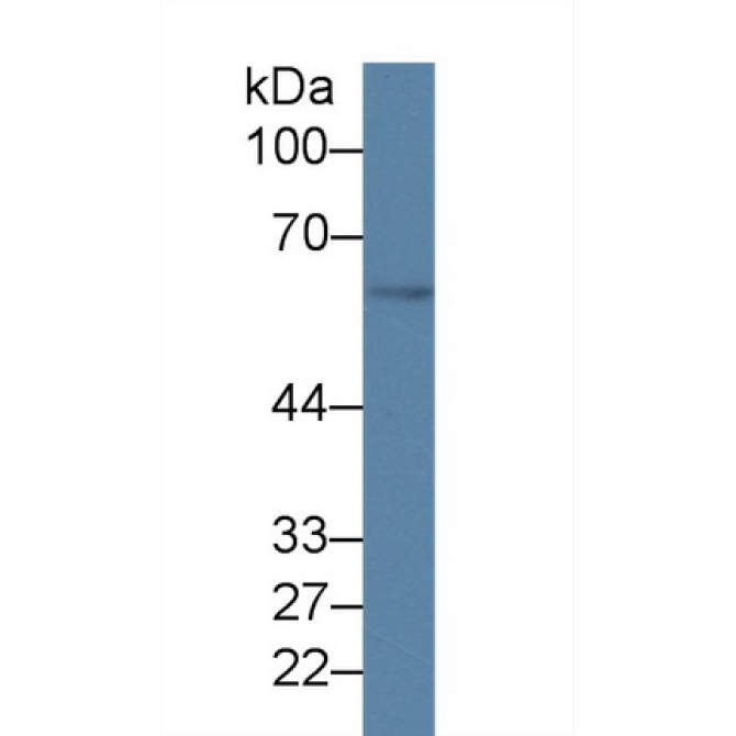 Growth Differentiation Factor 5 (GDF5) Mouse Polyclonal Antibody