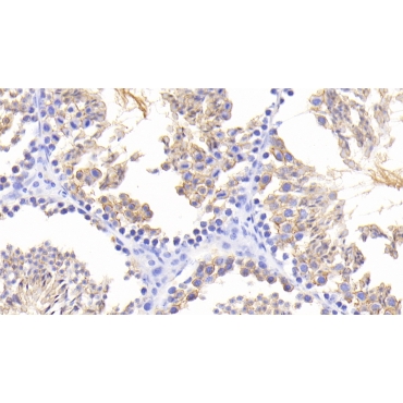 Growth Differentiation Factor 6 (GDF6) Mouse Polyclonal Antibody