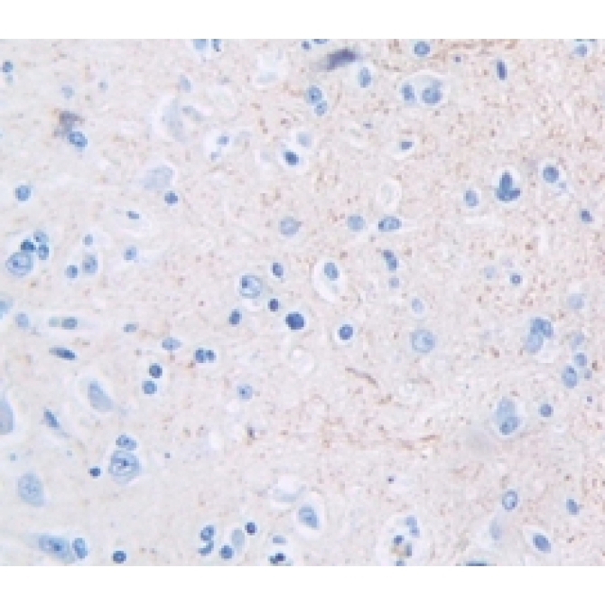 Growth Differentiation Factor 10 (GDF10) Human Polyclonal Antibody