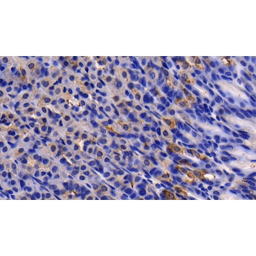 Activin A Receptor Type II A (ACVR2A) Mouse Polyclonal Antibody