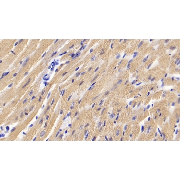 Activin A Receptor Type II A (ACVR2A) Mouse Polyclonal Antibody