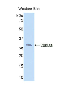 SMAD family member 3 (SMAD3) Mouse Polyclonal Antibody