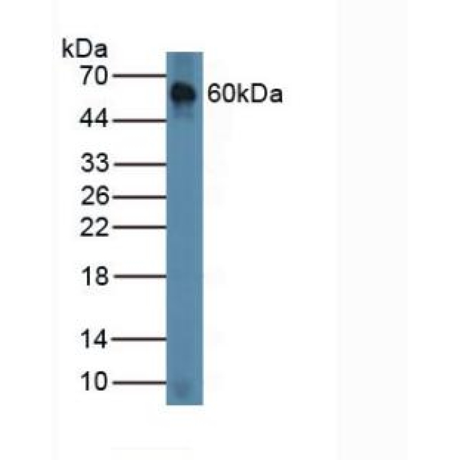 Chordin (CHRD) Mouse Polyclonal Antibody