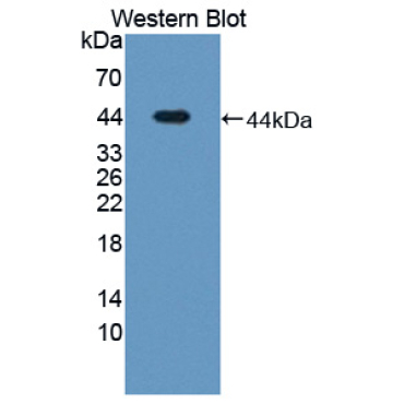 Latent Transforming Growth Factor Beta Binding Protein 1 (LTBP1) Human Polyclonal Antibody