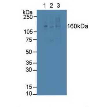 Latent Transforming Growth Factor Beta Binding Protein 1 (LTBP1) Mouse Polyclonal Antibody