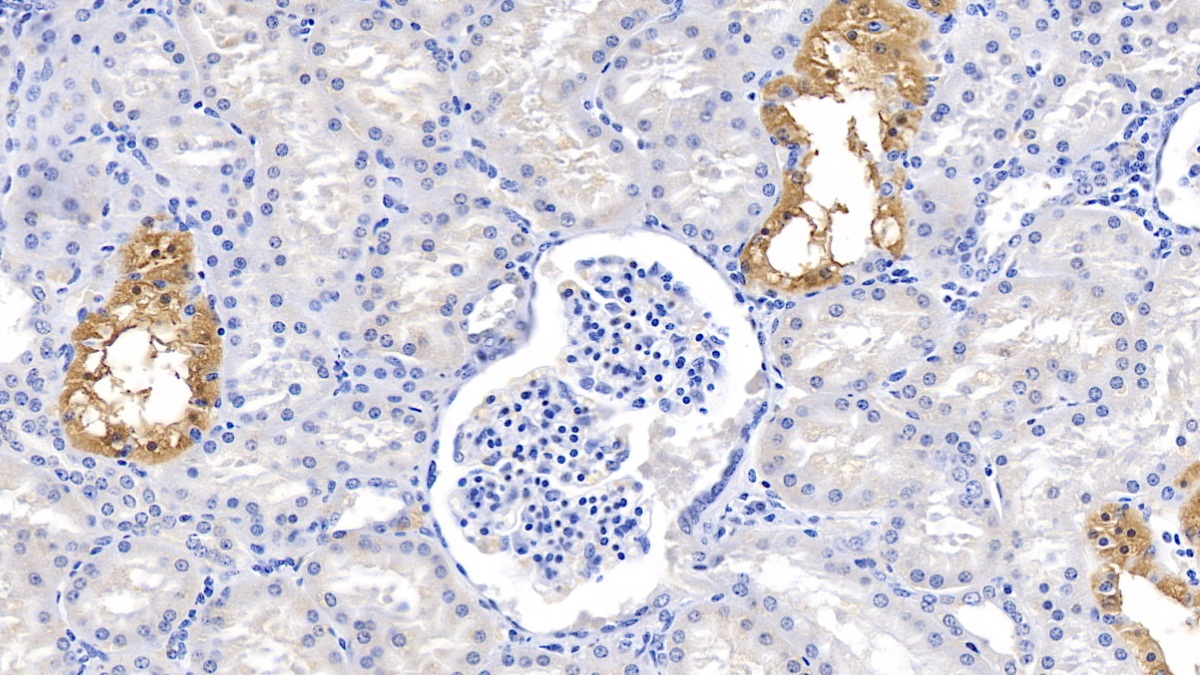 Noggin (NOG) Pig Polyclonal Antibody