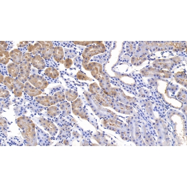 Collagen Type XVIII (COL18) Mouse Polyclonal Antibody