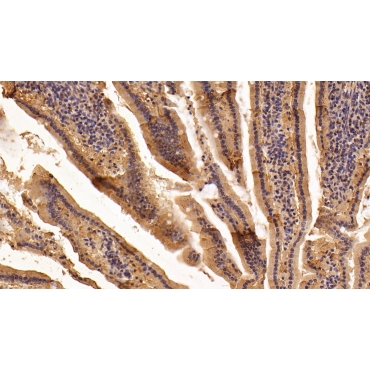 Collagen Type XVIII (COL18) Mouse Polyclonal Antibody