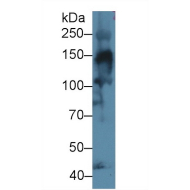 Collagen Type IV Alpha 3 (COL4a3) Human Polyclonal Antibody