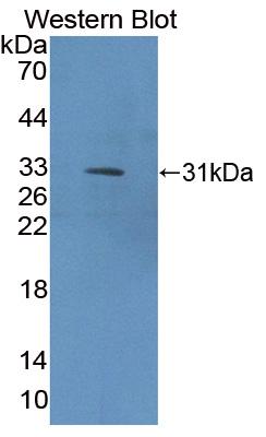 Collagen Type IX Alpha 1 (COL9a1) Rat Polyclonal Antibody
