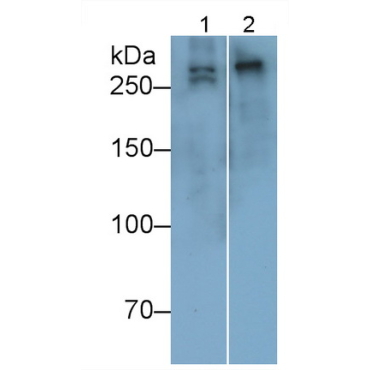Collagen Type VII (COL7) Human Polyclonal Antibody