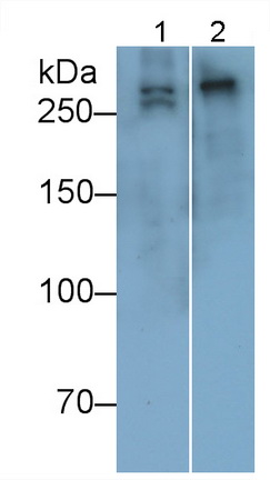 Collagen Type VII (COL7) Human Polyclonal Antibody