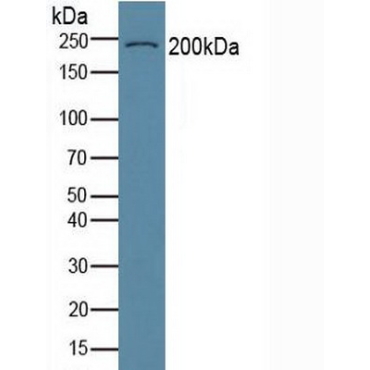 Collagen Type VI Alpha 3 (COL6a3) Human Polyclonal Antibody