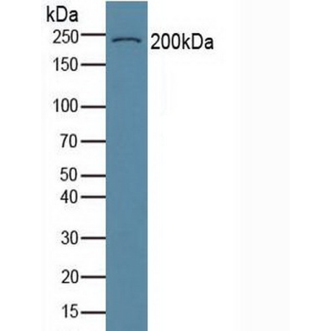 Collagen Type VI Alpha 3 (COL6a3) Human Polyclonal Antibody