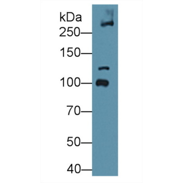 Collagen Type VI Alpha 3 (COL6a3) Mouse Polyclonal Antibody