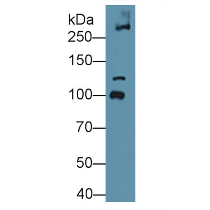 Collagen Type VI Alpha 3 (COL6a3) Mouse Polyclonal Antibody