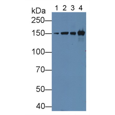 Collagen Type VI Alpha 1 (COL6a1) Human Polyclonal Antibody
