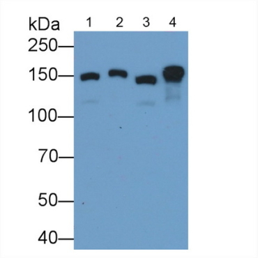 Collagen Type VI Alpha 1 (COL6a1) Mouse Polyclonal Antibody