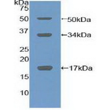 Collagen Type X (COL10) Mouse Polyclonal Antibody