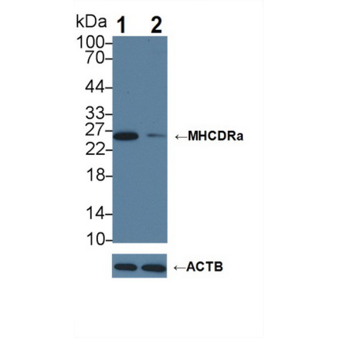 HLA Class II Histocompatibility Antigen, DR Alpha Chain (HLA-DRA) Human Polyclonal Antibody