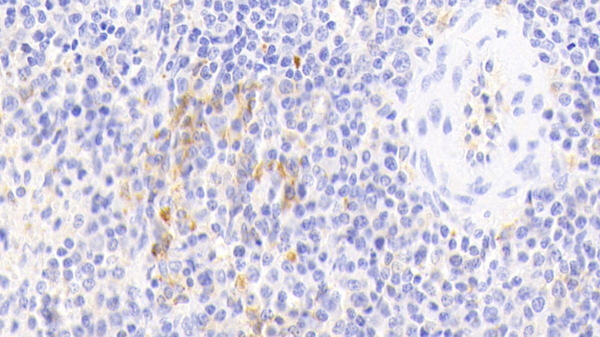 HLA Class II Histocompatibility Antigen, DR Alpha Chain (HLA-DRA) Pig Polyclonal Antibody