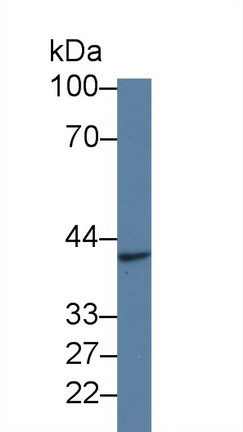 Glial Cell Line Derived Neurotrophic Factor Receptor Alpha 2 (GFRa2) Mouse Polyclonal Antibody